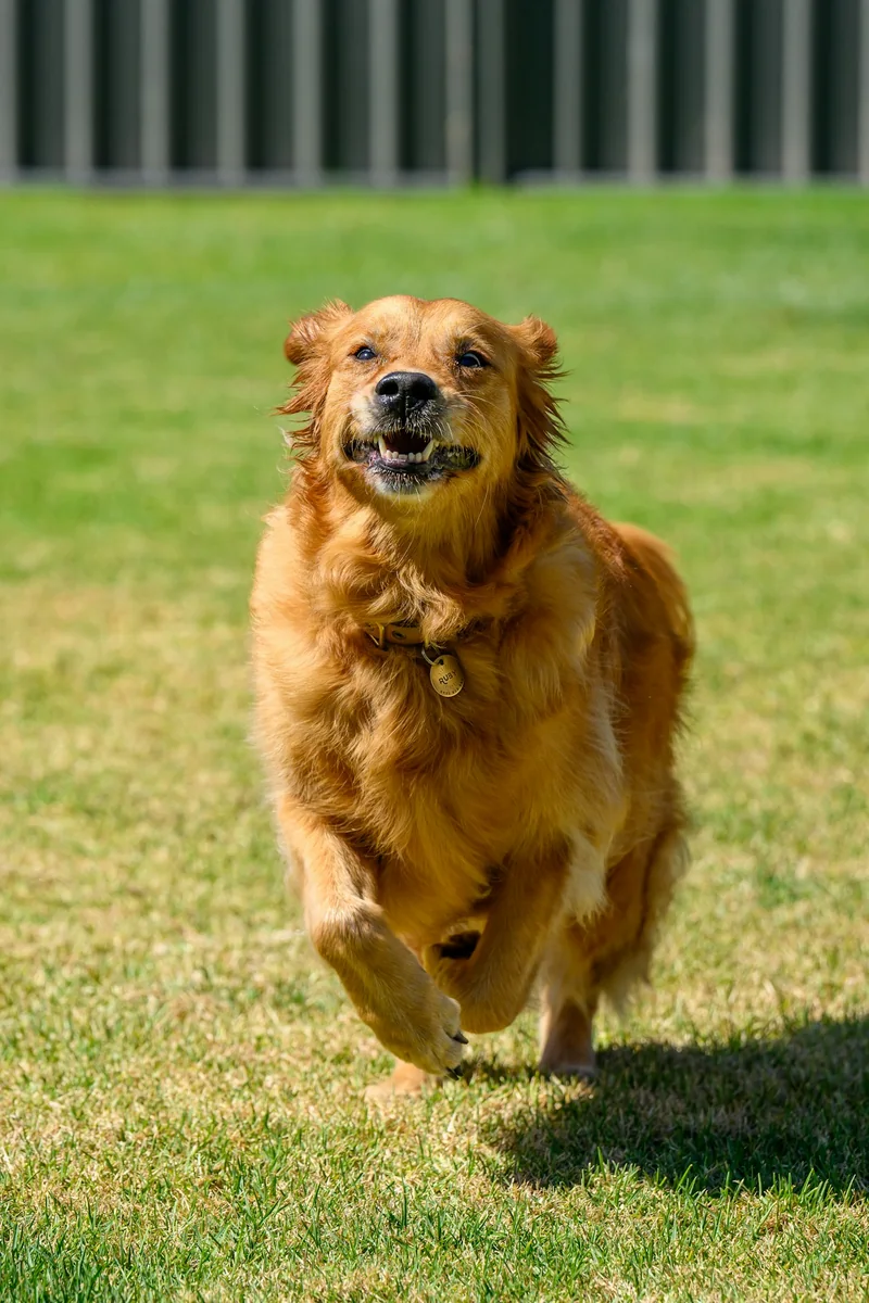 Food for busy dogs.
